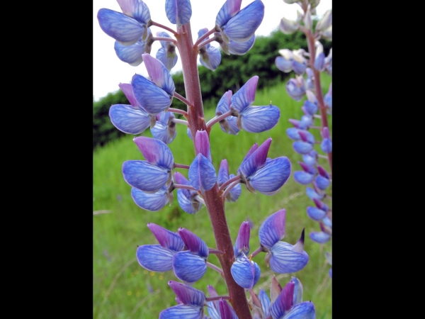 Lupinus polyphyllus
Large-leaved Lupine, Blue-pod Lupine (Eng) Vaste Lupine (Ned) Vielblättrige Lupine (Ger)
Trefwoorden: Plant;Fabaceae;Bloem;blauw