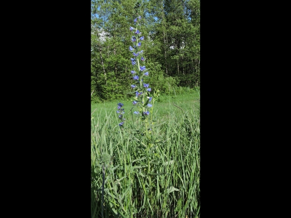 Echium vulgare
Viper's Bugloss, Blueweed (Eng) Slangenkruid (Ned) Gewöhnlicher Natternkopf (Ger)
Trefwoorden: Plant;Boraginaceae;Bloem;blauw