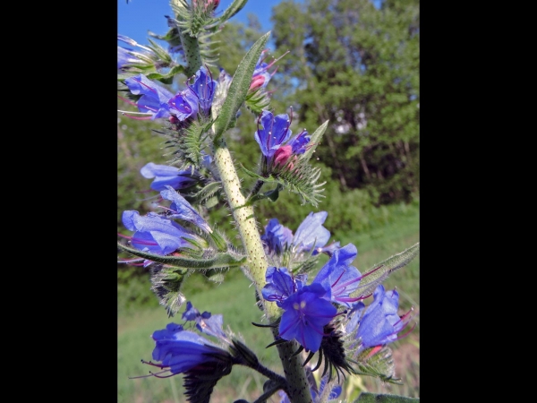 Echium vulgare
Viper's Bugloss, Blueweed (Eng) Slangenkruid (Ned) Gewöhnlicher Natternkopf (Ger)
Trefwoorden: Plant;Boraginaceae;Bloem;blauw