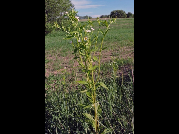 Erigeron annuus
Annual Fleabane (Eng) Zomerfijnstraal (Ned) Einjähriges Berufkraut (Ger)
Trefwoorden: Plant;Asteraceae;Bloem;wit