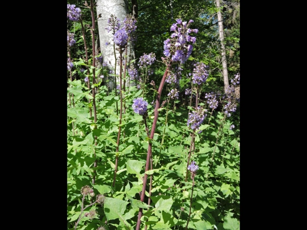 Lactuca alpina
Alpine Sow-thistle (Eng) Alpensla, Muursla (Ned) Alpen-Milchlattich (Ger) 
Trefwoorden: Plant;Asteraceae;Bloem;blauw;paars