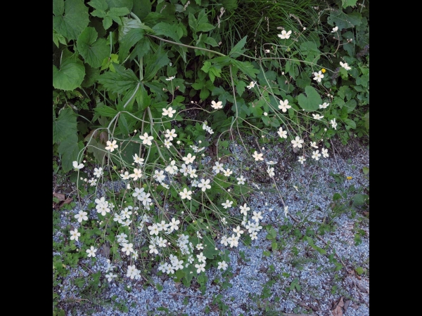 Ranunculus platanifolius
Large White Buttercup (Eng) Plataanbladige boterbloem (Ned) Platanen-Hahnenfuß (Ger)
Trefwoorden: Plant;Ranunculaceae;Bloem;wit