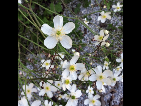 Ranunculus platanifolius
Large White Buttercup (Eng) Plataanbladige boterbloem (Ned) Platanen-Hahnenfuß (Ger)
Trefwoorden: Plant;Ranunculaceae;Bloem;wit