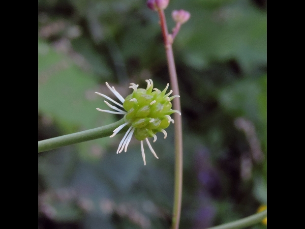 Ranunculus platanifolius
Large White Buttercup (Eng) Plataanbladige boterbloem (Ned) Platanen-Hahnenfuß (Ger) - fruit
Trefwoorden: Plant;Ranunculaceae;Bloem;wit