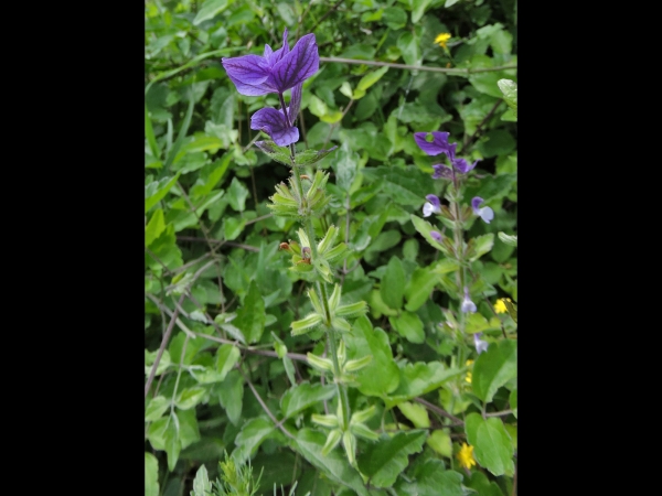 Salvia viridis
Annual Clary, Orval (Eng) Bonte Salie (Ned) Buntschopf-Salbei (Ger)  - blue colored bracts
Trefwoorden: Plant;Lamiaceae;Bloem;blauw;paars;wit