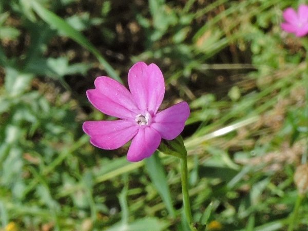 Silene cretica
Cretan Catchfly (Eng) Kreta-Leimkraut (Ger)
Trefwoorden: Plant;Caryophyllaceae;Bloem;roze