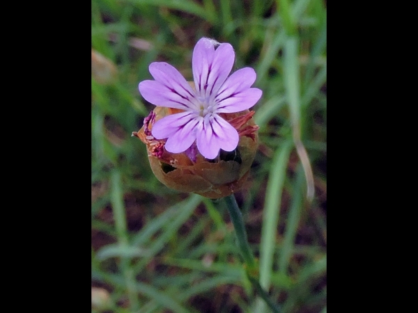 Petrorhagia nanteuilii
Childing Pink, Wild Carnation (Eng) Mantelanjer (Ned) Felsennelken (Ger)
Trefwoorden: Plant;Caryophyllaceae;Bloem;roze