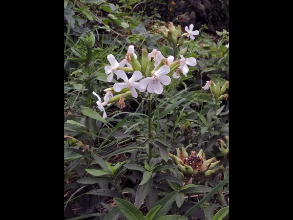 Saponaria officinalis
Soapwort, Fuller's Herb (Eng) Gewoon Zeepkruid (Ned) gemeines Seifenkraut (Ger)
Trefwoorden: Plant;Caryophyllaceae;Bloem;wit