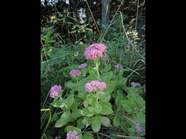 Hylotelephium telephium
Livelong, Orpine (Eng) Hemelsleutel (Ned) Große Fetthenne (Ger)
Trefwoorden: Plant;Crassulaceae;Bloem;roze