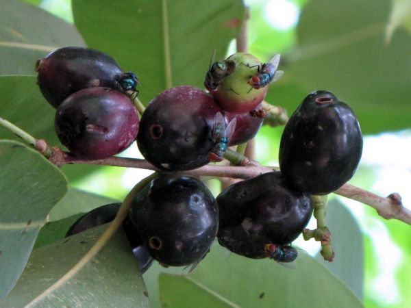 Syzygium cumini
Java Plum (Eng) Jamun (Urdu/Hin) - with Oriental Latrine Flies (Chrysomya magecephala)
Trefwoorden: Plant;Myrtaceae;vrucht
