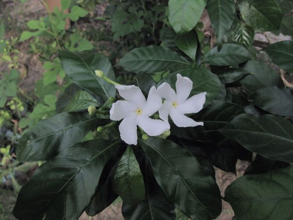 Tabernaemontana divaricata
Crape Jasmine (Eng)
Trefwoorden: Plant;Apocynaceae;Bloem;wit