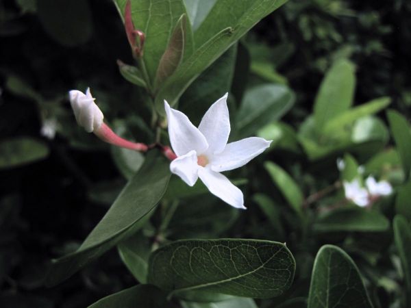 Carissa macrocarpa
Natal Plum (Eng)
Trefwoorden: Plant;Apocynaceae;Bloem;wit