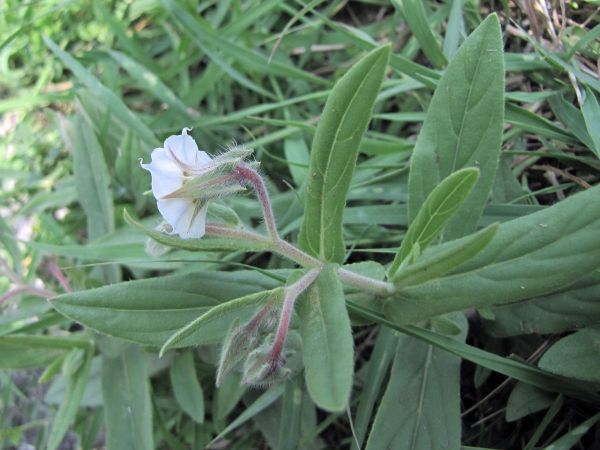 Trichodesma indicum
Indian Borage (Eng)
Trefwoorden: Plant;Boraginaceae;Bloem;wit