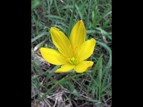 Zephyranthes citrina
Yellow Rain Lily (Eng)
Trefwoorden: Plant;Amaryllidaceae;Bloem;geel