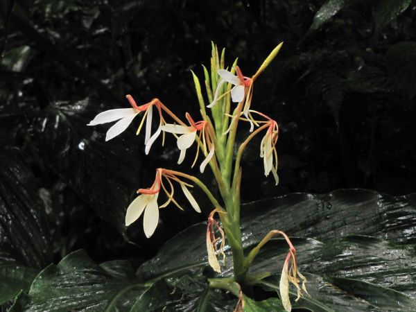 Hedychium spicatum
Spiked Ginger Lily (Eng) Sandharlika (Hin)
Trefwoorden: Plant;Zingiberaceae;Bloem;wit