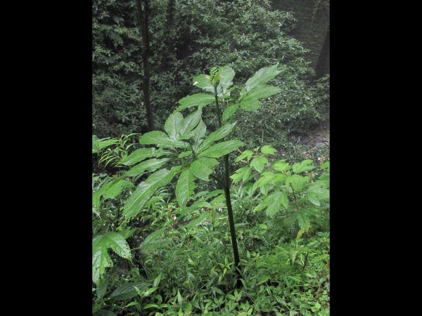 Arisaema; A. tortuosum
Whipcord Cobra Lily (Eng)
Trefwoorden: Plant;Araceae;vrucht