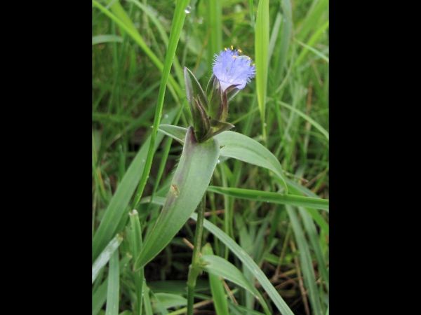 Cyanotis vaga
Wandering Dew-Grass (Eng)
Trefwoorden: Plant;Commelinaceae;Bloem;blauw
