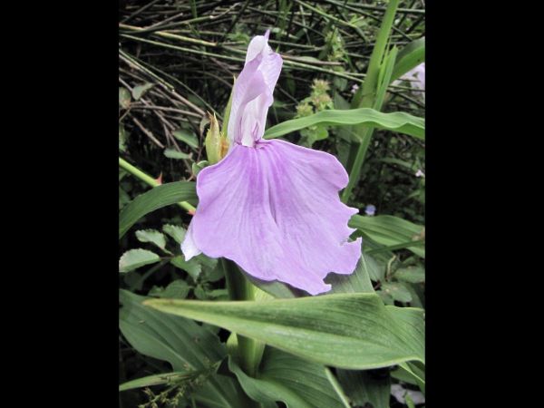 Roscoea purpurea
Purple Roscoe Lily (Eng)
Trefwoorden: Plant;Zingiberaceae;Bloem;wit;purper;roze