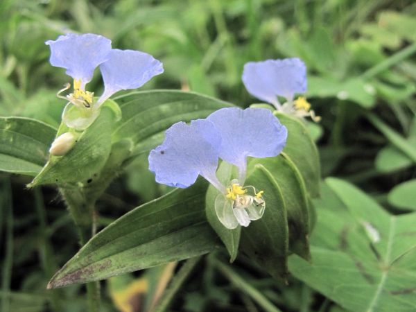 Commelina; C. maculata
Spotted Dayflower (Eng)
Trefwoorden: Plant;Commelinaceae;Bloem;blauw