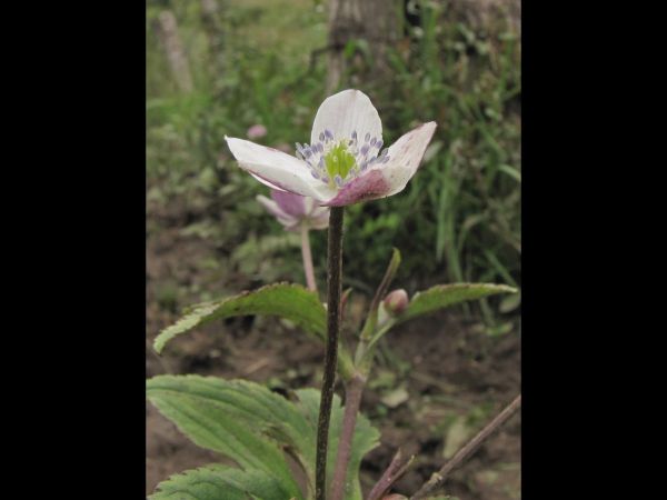 Anemone rivularis
Himalayan Windflower, River Anemone (Eng) Angeli (Hin)
Trefwoorden: Plant;Ranunculaceae;Bloem;wit