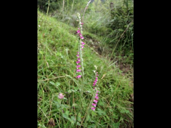 Spiranthes sinensis
Chinese Lady's Tresses (Eng)
Trefwoorden: Plant;Orchidaceae;Bloem;roze
