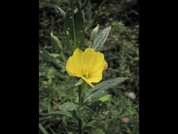 Oenothera biennis
Fever Plant, Common Evening Primrose (Eng)
Trefwoorden: Plant;Onagraceae;Bloem;geel