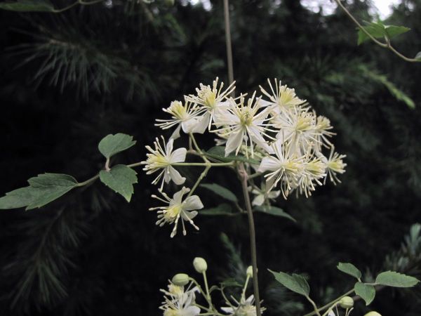 Clematis gouriana
Gourian Clematis (Eng) Churanhar, Belkum (Hin)
Trefwoorden: Plant;Ranunculaceae;Bloem;wit