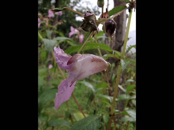 Impatiens; I amplexicaulis
Clasping-Leaf Balsam (Eng)
Trefwoorden: Plant;Balsaminaceae;Bloem;roze