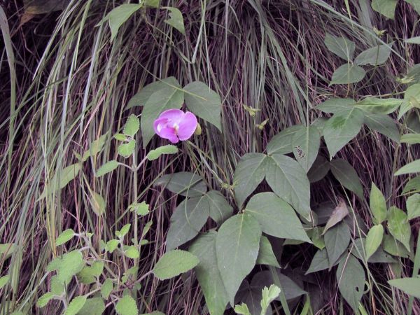 Vigna vexillata
Zombi Pea (Eng) Janglee Mung (Hin)
Trefwoorden: Plant;Fabaceae;Bloem;roze