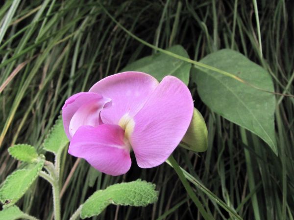 Vigna vexillata
Zombi Pea (Eng) Janglee Mung (Hin)
Trefwoorden: Plant;Fabaceae;Bloem;roze