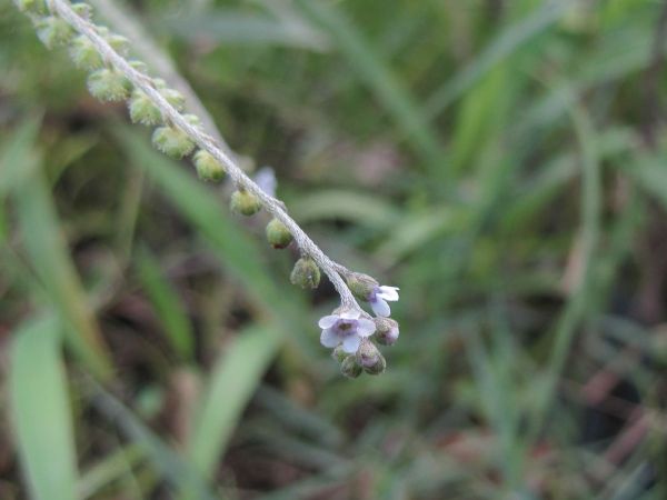 Cynoglossum wallichii glochidiatum
Barbed Forget-Me-Not (Eng) Andhahuli, Lichkura (Hin)
Trefwoorden: Plant;Boraginaceae;Bloem;blauw