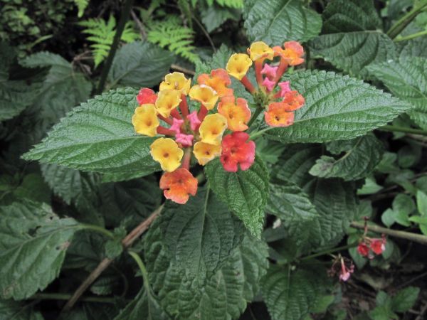 Lantana camara
Lantana (Eng) Raimuniya (Hin)
Trefwoorden: Plant;Verbenaceae;Bloem;geel;oranje;rood;roze