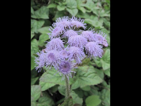 Ageratum conyzoides
Goat Weed (Eng) Visadodi (Hin)
Keywords: Plant;Asteraceae;Bloem;blauw;violet;wit