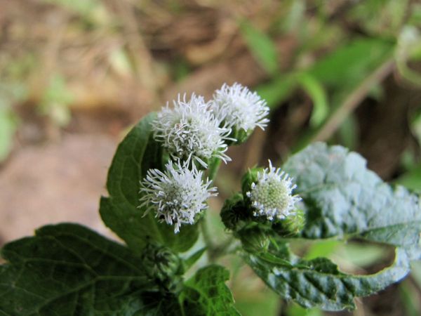 Ageratina adenophora
Catweed, Crofton Weed (Eng)
Trefwoorden: Plant;Asteraceae;Bloem;wit