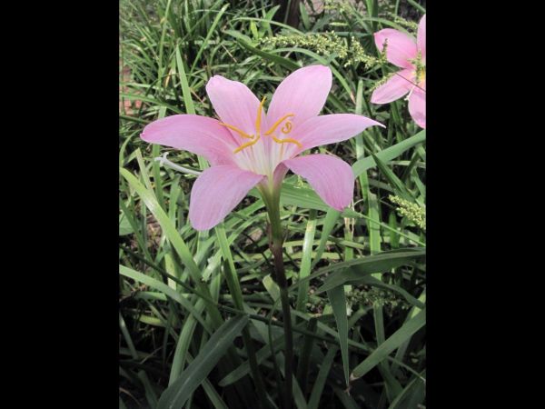 Zephyranthes carinata
Fairy Lily (Eng)
Trefwoorden: Plant;Amaryllidaceae;Bloem;roze