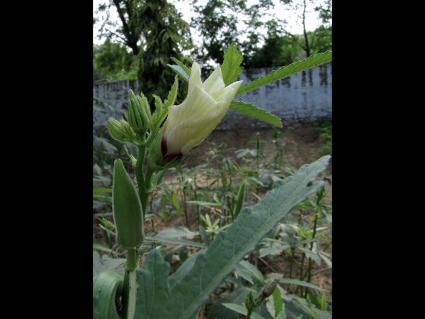 Abelmoschus esculentus
Okra (Eng) Bhindi (Hin)
Trefwoorden: Plant;Malvaceae;Bloem;geel;cultuurgewas