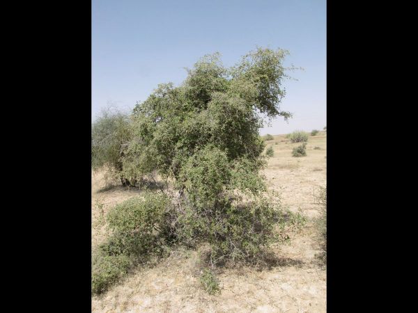 Ziziphus nummularia
Wild Jujube (Eng) Jhar-beri (Hin)
Trefwoorden: Plant;Rhamnaceae;Bloem;groen;woestijn