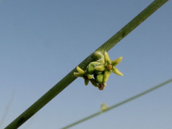 Leptadenia pyrotechnica
Khimp (Hin) 
Trefwoorden: Plant;Apocynaceae;Bloem;groen