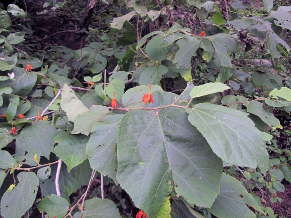 Helicteres isora
East-Indian Screw Tree (Eng) Maror phali (Hin)
Trefwoorden: Plant;Boom;Malvaceae;Bloem;oranje;rood