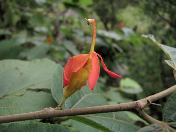 Helicteres isora
East-Indian Screw Tree (Eng) Maror phali (Hin)
Trefwoorden: Plant;Boom;Malvaceae;Bloem;oranje;rood