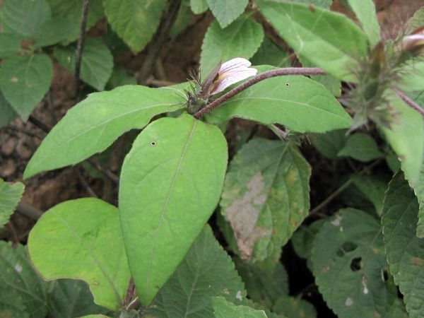 Blepharis maderaspatensis
Creeping Blepharis (Eng) Dudhiya Choti (Hin)
Trefwoorden: Plant;Acanthaceae;Bloem;purper;wit