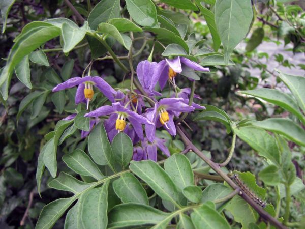 Solanum seaforthianum
Brazilian Nightshade (Eng)
Trefwoorden: Plant;Solanaceae;Bloem;purper
