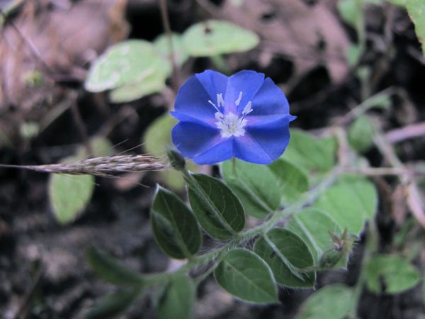 Evolvulus alsinoides
Dwarf Morning Glory (Eng) Visnukrantha (Hin)
Trefwoorden: Plant;Convolvulaceae;Bloem;blauw