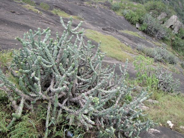 Euphorbia caducifolia
Leafless Milk Hedga (Eng) Thor (Hin)
Trefwoorden: Plant;Euphorbiaceae