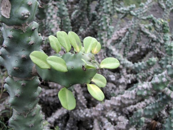 Euphorbia caducifolia
Leafless Milk Hedga (Eng) Thor (Hin)
Trefwoorden: Plant;Euphorbiaceae