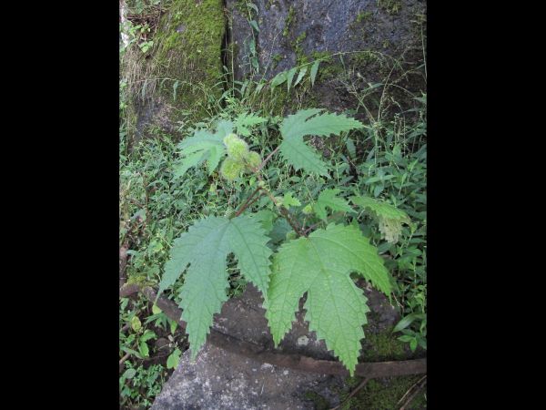 Girardinia diversifolia
Indian Stinging Nettle (Eng) Bichchhoo (Hin) - female plant
Trefwoorden: Plant;Urticaceae;Bloem;groen