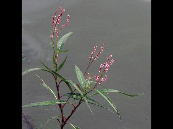 Persicaria glabra
Denseflower Knotweed (Eng)
Trefwoorden: Plant;Polygonaceae;Bloem;roze