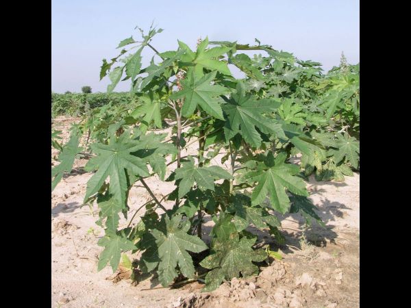 Ricinus communis
Castor Bean (Eng)  Arandi (Hin) Wonderboon (Ned) (Eng)
Trefwoorden: Plant;Euphorbiaceae;Bloem;rood;cultuurgewas