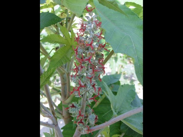 Ricinus communis
Castor Bean (Eng)  Arandi (Hin) Wonderboon (Ned) - female flowers
Trefwoorden: Plant;Euphorbiaceae;Bloem;rood;cultuurgewas