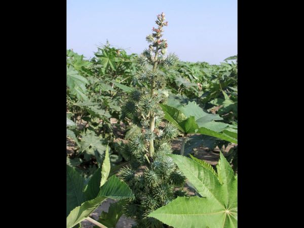 Ricinus communis
Castor Bean (Eng)  Arandi (Hin) Wonderboon (Ned) - inflorescense
Trefwoorden: Plant;Euphorbiaceae;Bloem;rood;cultuurgewas
